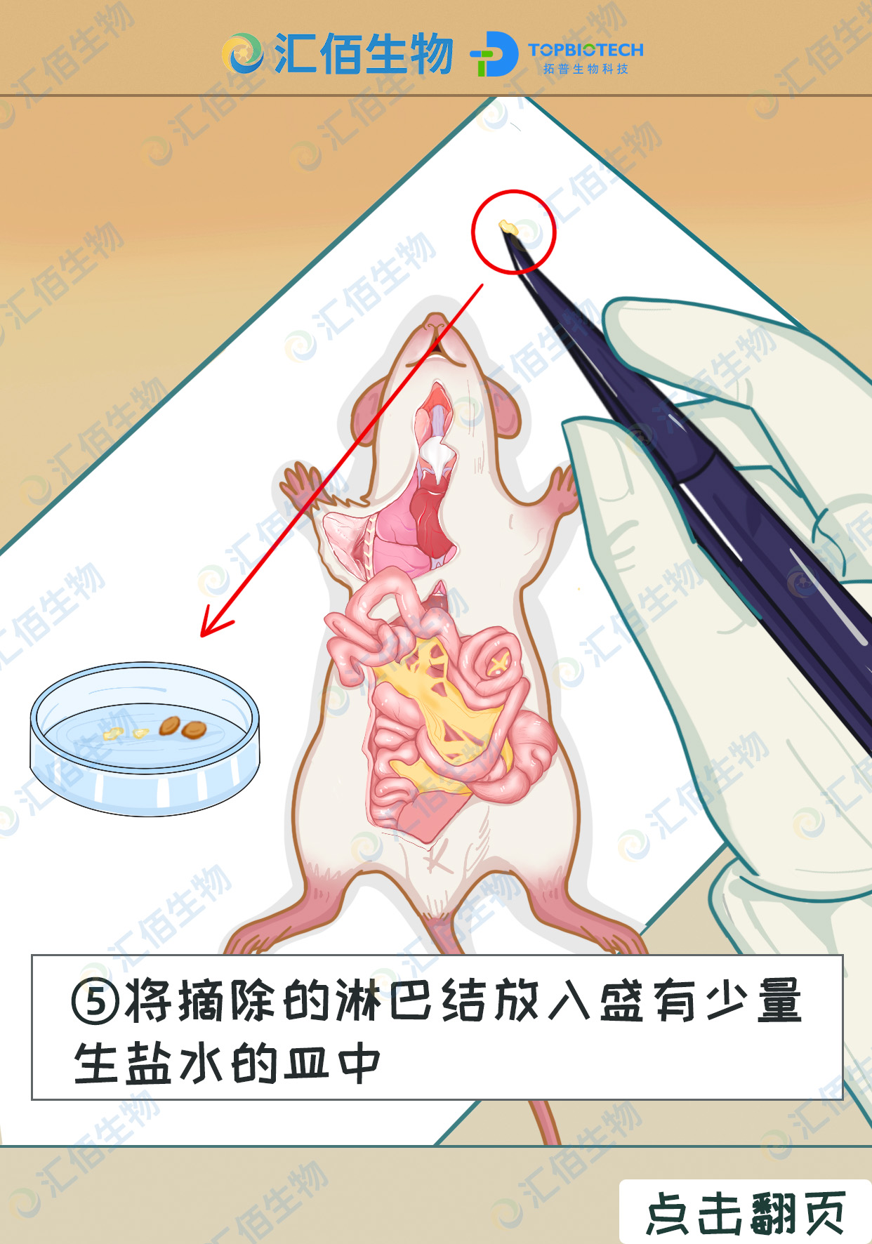 05步骤五,将摘除的淋巴结放入盛有少量 生盐水的皿中.jpg